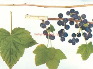 Сорт смородины черной Увертюра