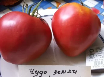 Сорт томата Чудо земли 0