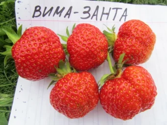 Сорт клубники Вима Занта 0
