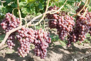 Сорт винограда Ливия 2
