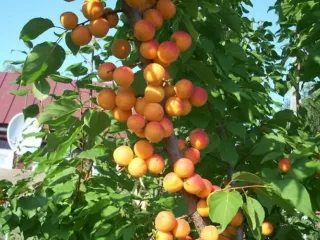 Сорт абрикоса Принц март (колоновидный)