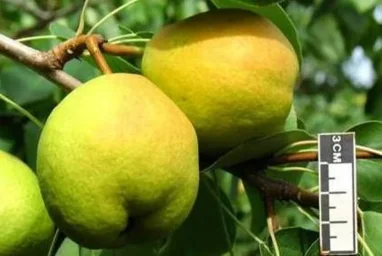 Сорт груши Зурбаган 0