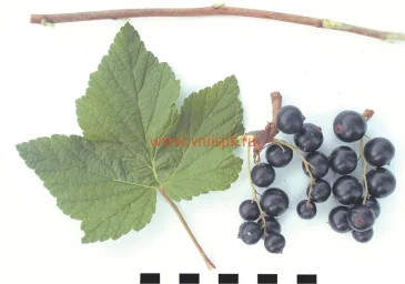 Сорт смородины черной Глариоза 0