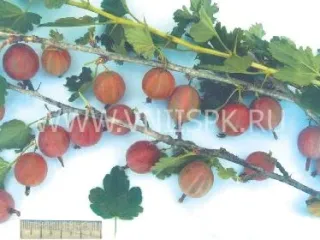 Сорт крыжовника Яркий