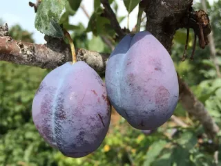 Сорт сливы Стенли (Стенлей)