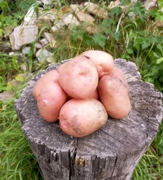 Сорт картофеля Кумач 2