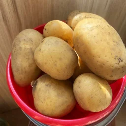 Сорт картофеля Гусар 0