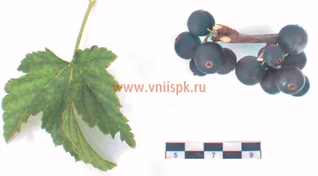 Сорт смородины черной Нестер Козин 0