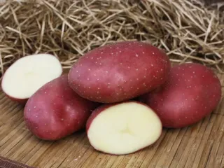 Сорт картофеля Маяк