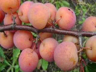 Сорт сливы китайской Дака