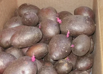 Сорт картофеля Розара 3
