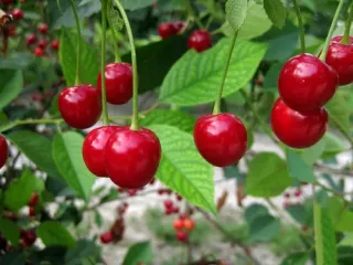 Сорт вишни Фея