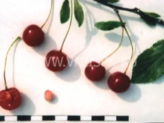 Сорт вишни Маяк (Вишня)