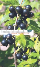 Сорт смородины черной Соловьиная Ночь 0