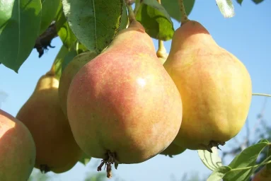 Сорт груши Краснощёкая Из Самары 0