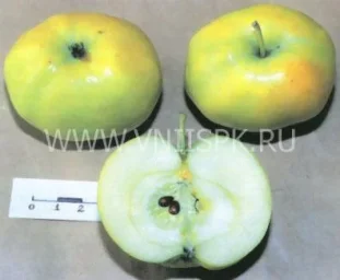 Сорт яблони Кушнаренковское Осеннее 0