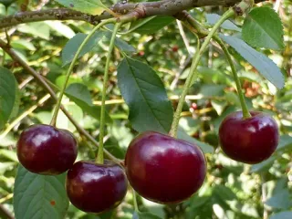 Сорт вишни Десертная Морозовой