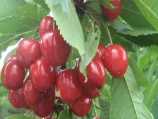Сорт черешни Камелия
