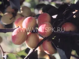 Сорт абрикоса Монастырский