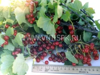 Сорт смородины красной Ильинка (Смородина Красная)