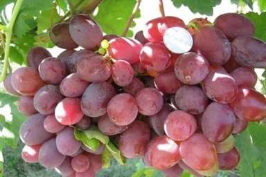 Сорт винограда Атаман 0