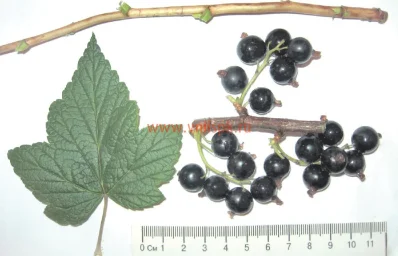 Сорт смородины черной Чаровница 0