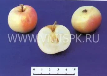 Сорт яблони Налив Амурский 0