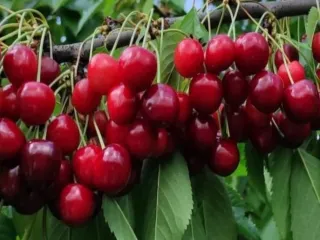Сорт черешни Подарок Орлу