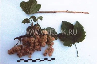 Сорт смородины красной Минусинская Белая 0