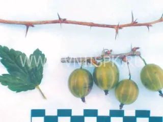 Сорт крыжовника Уральский Виноград