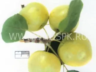 Сорт яблони Светлое