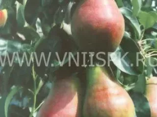 Сорт груши Румяная Кедрина