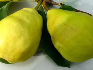 Сорт груши Заметная
