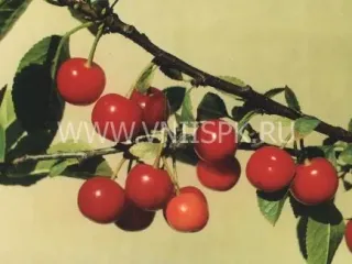 Сорт вишни Метеор