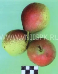Сорт груши Зимняя Кубаревидная 0