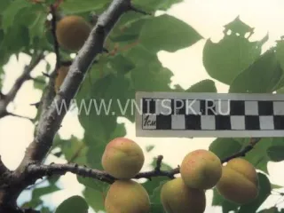 Сорт абрикоса Жемчужина Жигулей