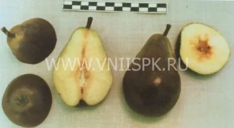 Сорт груши Бирюзовая 0