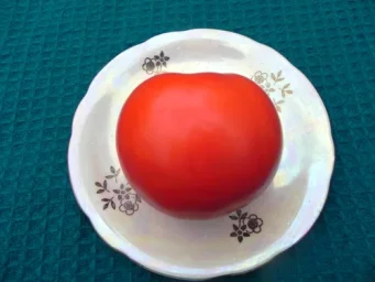 Сорт томата Джина 1