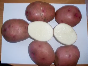 Сорт картофеля Любава 2