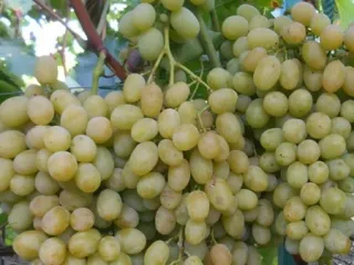 Сорт винограда Ланселот