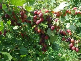 Сорт крыжовника Грушенька