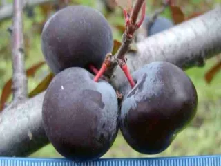 Сорт сливы китайской Цыганочка