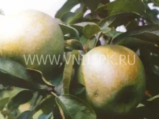 Сорт яблони Ренет Кубанский