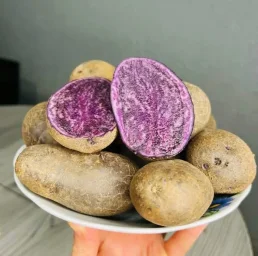 Сорт картофеля Гурман 0