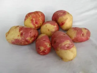 Сорт картофеля Иван да Марья