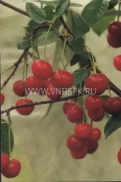 Сорт вишни Нортстар 0