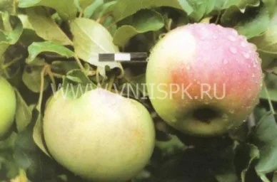 Сорт яблони Здоровье 0