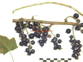 Сорт смородины черной Акур