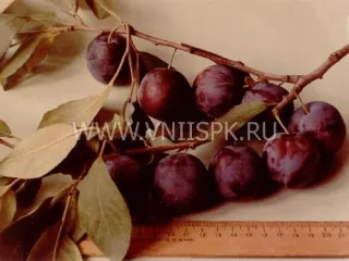 Сорт сливы домашней Ренклод Саратовский