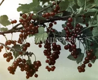 Сорт смородины красной Огни Урала 0
